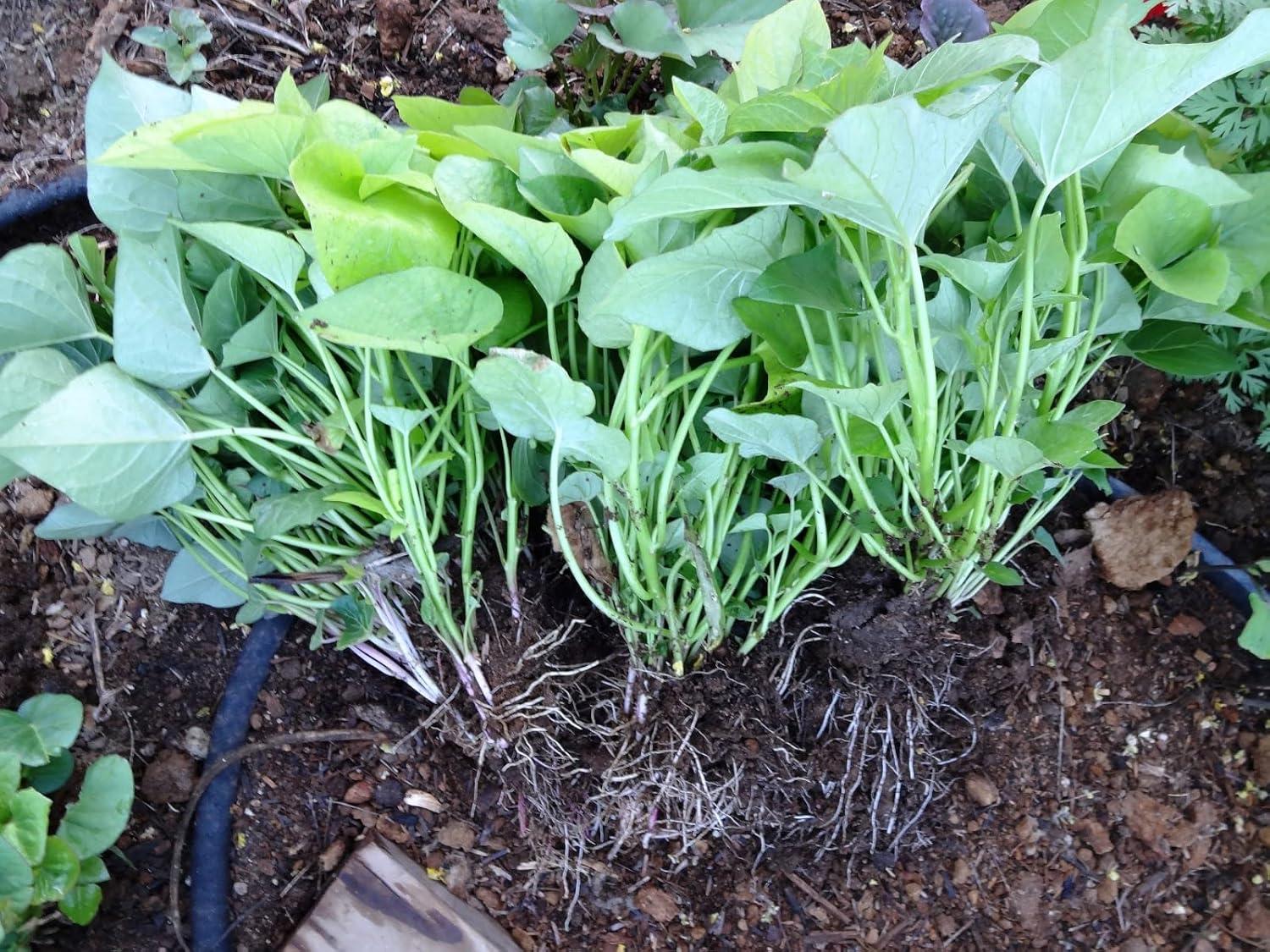 Yellow slips tested: Sweet Potato showdown - Versatile, acidic, outdoor-friendly