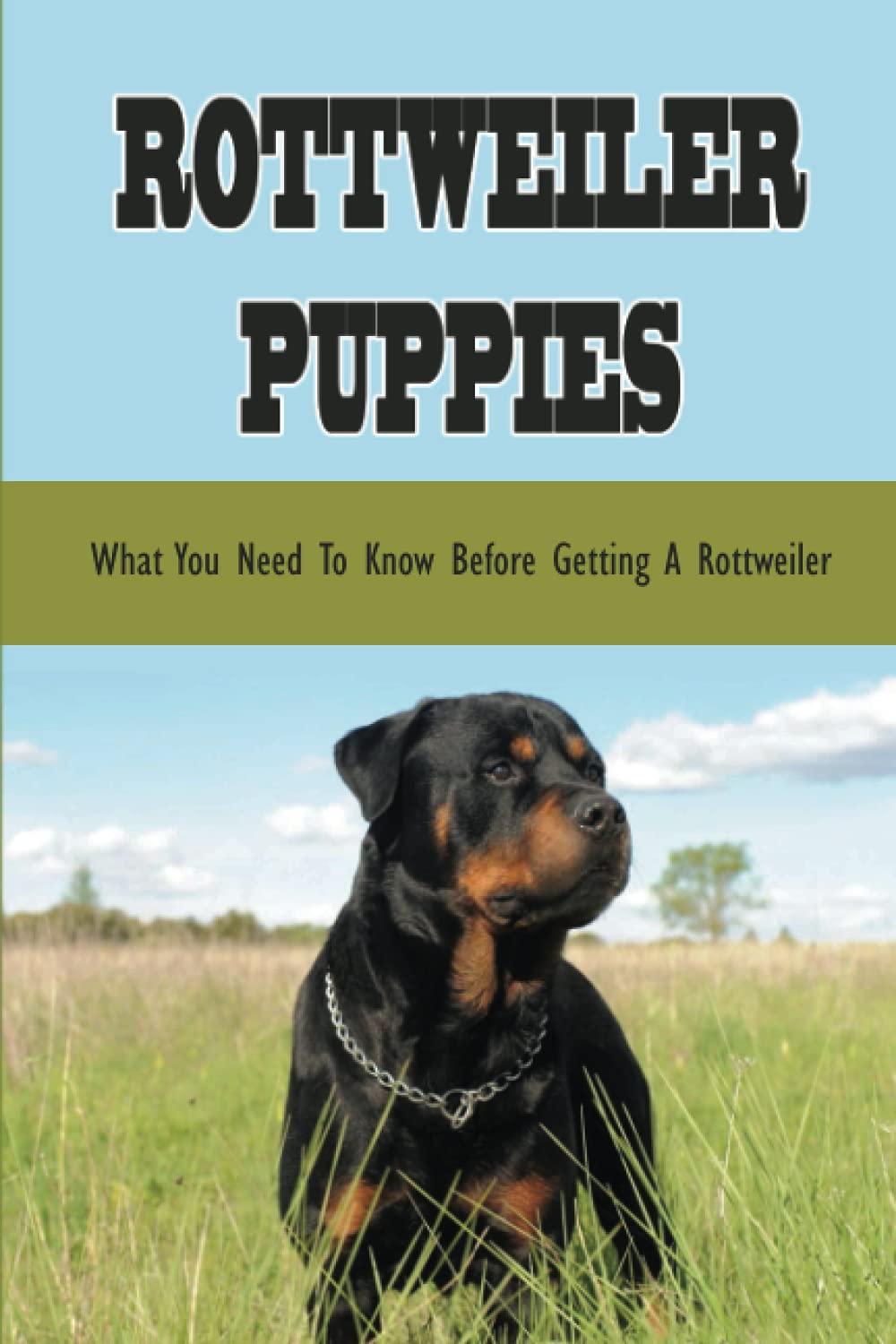 Cat Compared To Dog: Surprising Insights On Pet Preferences