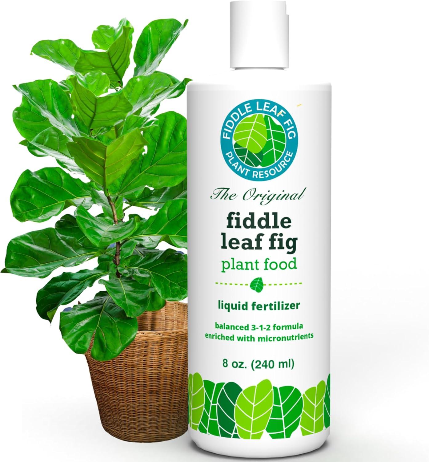 Fiddle Leaf Fig Food Showdown: Tested, Calcium-Boosted, 3-1-2 Care...Beyond Basic Needs
