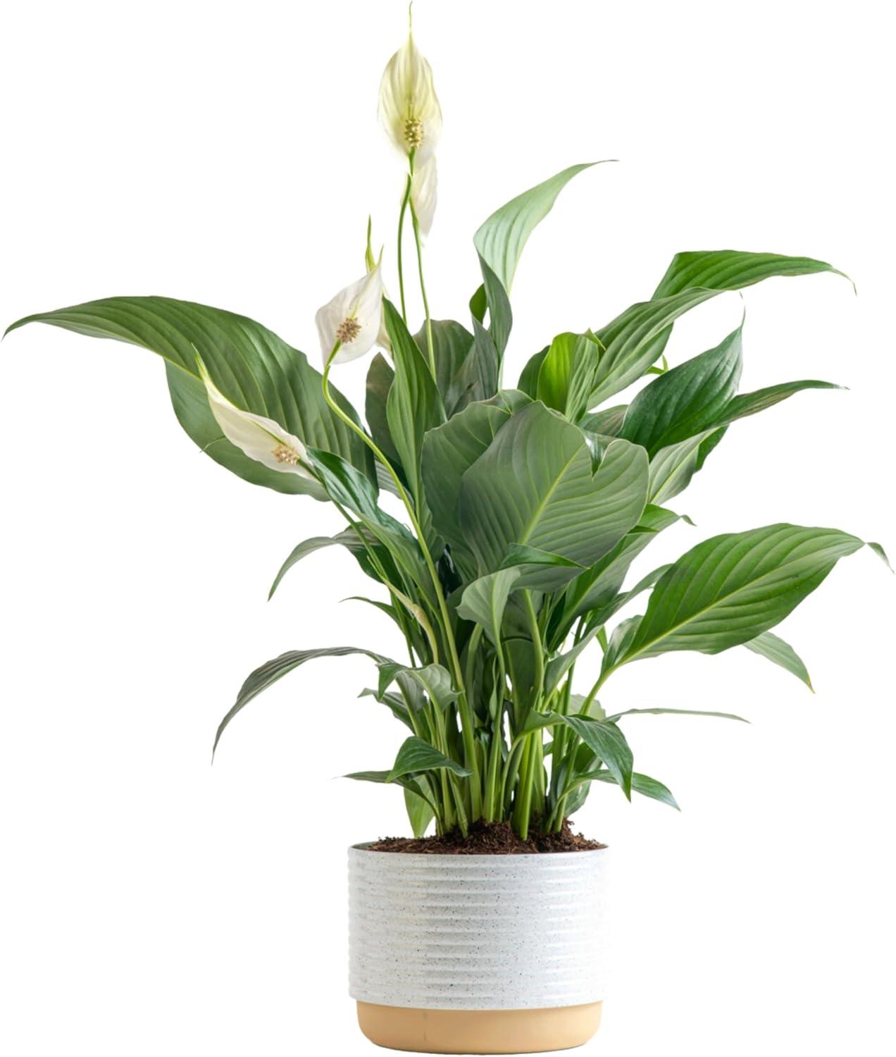Peace Lily Showdown: Tested Gift vs. Trending Decor... Surprising Insights!