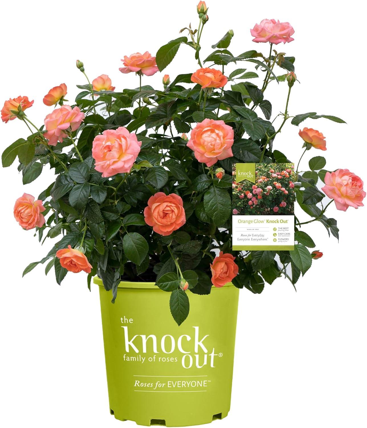 Orange Glow Rose vs Knock Out®: Tested Blooms & Hardiness Showdown