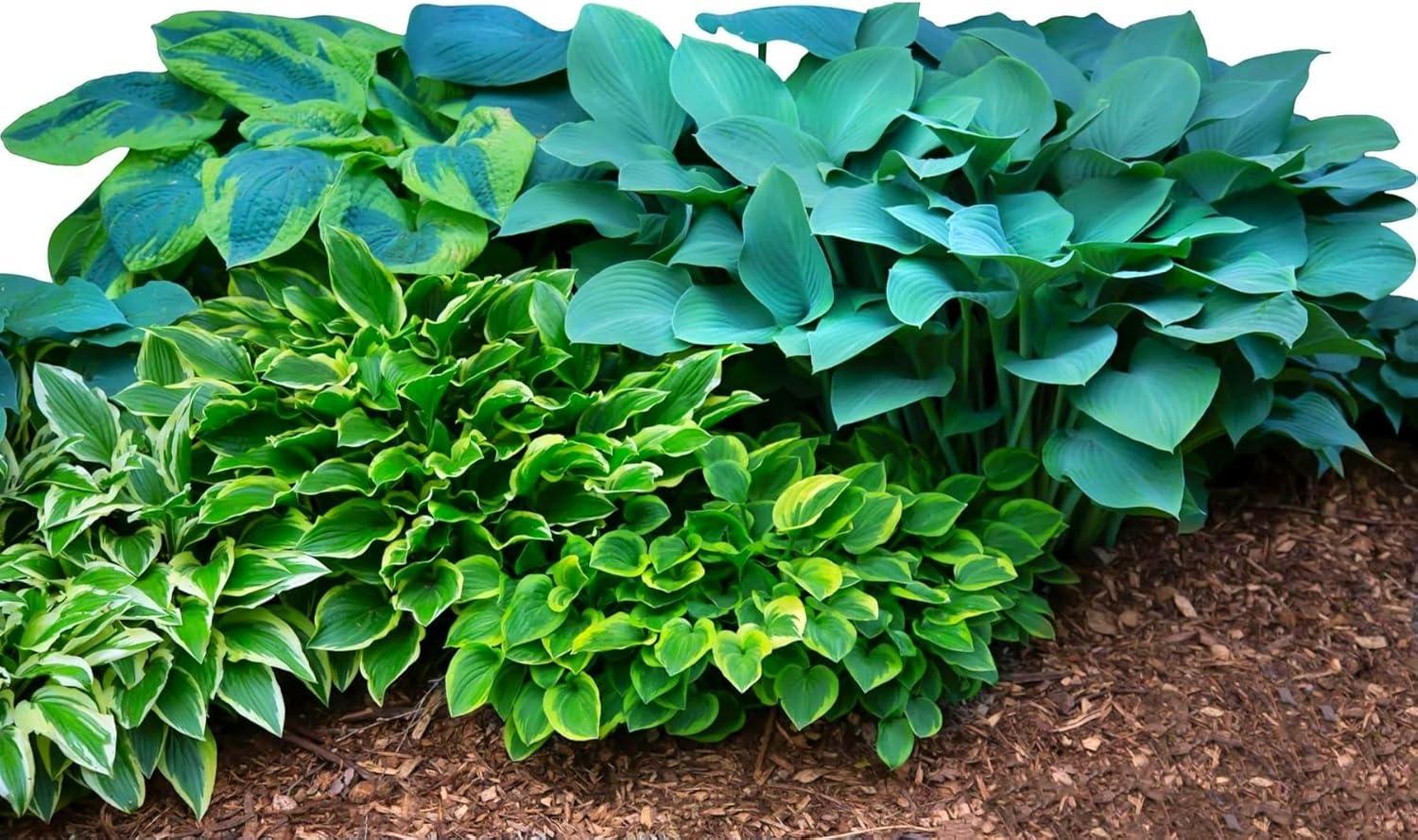 Easy To Grow Hostas Versus shade mixes: Mixed Colors tested for blooms