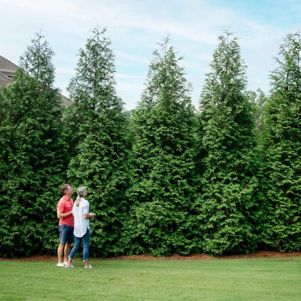 Surprising Winter Gem Boxwood: Fast-Growing, Tested Hedge Shrub